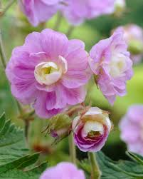 Image result for Geranium `Summer Skies`