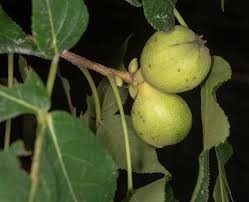 Attēlu rezultāti vaicājumam “Carya ovata fruit”