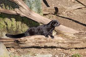 Attēlu rezultāti vaicājumam “Mustela vison”