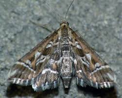 Attēlu rezultāti vaicājumam “Diasemia reticularis”