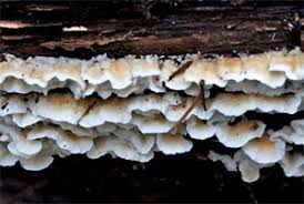 Attēlu rezultāti vaicājumam “Plicatura nivea”