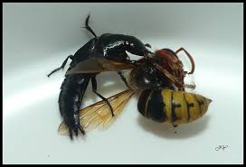 Attēlu rezultāti vaicājumam “Quedius dilatatus”