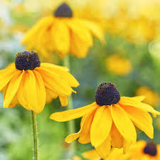 Image result for Rudbeckia
