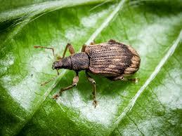 Attēlu rezultāti vaicājumam “Polydrusus tereticollis”