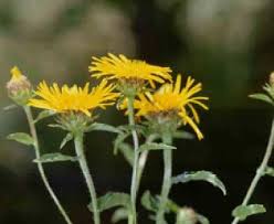 Attēlu rezultāti vaicājumam “Inula salicina bud”