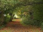Bridleway in Ben Stedham's Wood. Coffinswell Bridleway 8, seen from where it - via Daymix