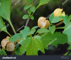 Attēlu rezultāti vaicājumam “Nicandra physalodes fruit”