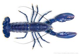 Image result for Homarus gammarus