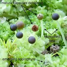 Attēlu rezultāti vaicājumam “Fossombronia wondraczekii sporophyte”