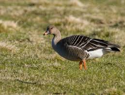 Attēlu rezultāti vaicājumam “Anser serrirostris”