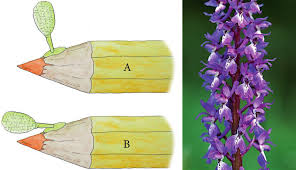 Attēlu rezultāti vaicājumam “Orchis mascula”