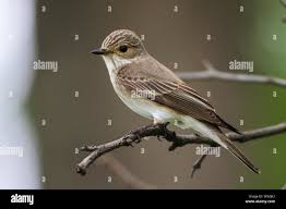 Attēlu rezultāti vaicājumam “Muscicapa striata”