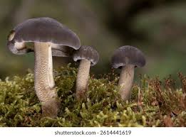 Attēlu rezultāti vaicājumam “Polyporus ciliatus”