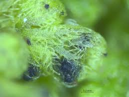 Attēlu rezultāti vaicājumam “Frullania fragilifolia macro”