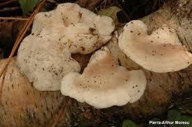 Attēlu rezultāti vaicājumam “Postia tephroleucus”