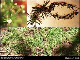 Attēlu rezultāti vaicājumam “Sagina procumbens”