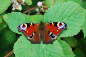 Attēlu rezultāti vaicājumam “Inachis io upperside”