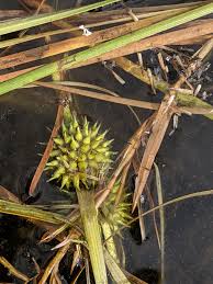Attēlu rezultāti vaicājumam “Sparganium minimum”