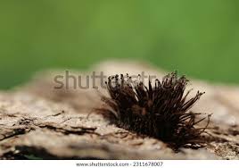 Attēlu rezultāti vaicājumam “Stemonitis fusca”