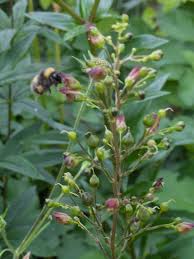 Attēlu rezultāti vaicājumam “Scrophularia nodosa”