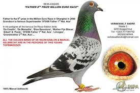 Image result for Abbeyton & Broomfield Racing Pigeons