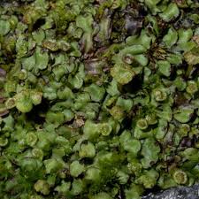 Attēlu rezultāti vaicājumam “Preissia quadrata”