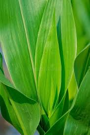 Attēlu rezultāti vaicājumam “Zea mays leaf”