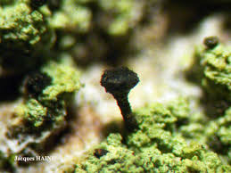 Attēlu rezultāti vaicājumam “Calicium viride”