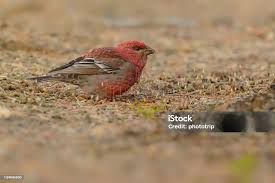 Attēlu rezultāti vaicājumam “Pinicola enucleator”