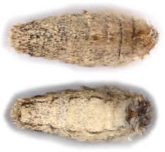 Attēlu rezultāti vaicājumam “Acronicta megacephala larva”