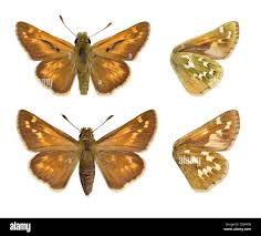 Attēlu rezultāti vaicājumam “Hesperia comma male”
