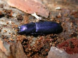 Image result for Coleoptera Curculionoidea