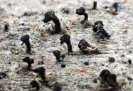 Attēlu rezultāti vaicājumam “Calicium adspersum”