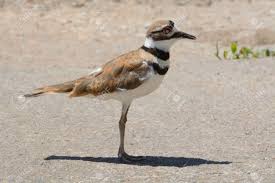 Image result for Charadrius vociferus