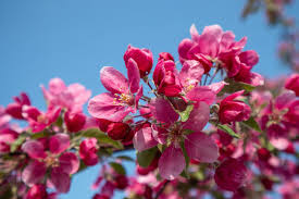 Attēlu rezultāti vaicājumam “Malus purpurea”