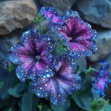 Image result for Petunia