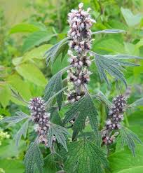 Attēlu rezultāti vaicājumam “Leonurus quinquelobatus”