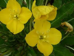 Attēlu rezultāti vaicājumam “Onagraceae”