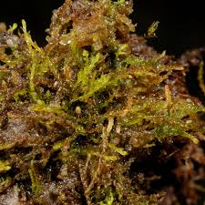 Attēlu rezultāti vaicājumam “Gymnocolea inflata”