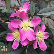 Attēlu rezultāti vaicājumam “Rosa glauca flower”