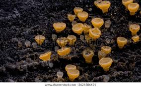 Attēlu rezultāti vaicājumam “Bisporella citrina”