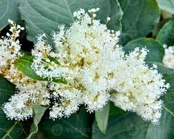 Attēlu rezultāti vaicājumam “Reynoutria japonica flower”