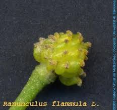 Attēlu rezultāti vaicājumam “Ranunculus flammula fruit”