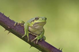 Attēlu rezultāti vaicājumam “Hyla arborea adult”