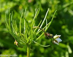 Attēlu rezultāti vaicājumam “Spergula arvensis”