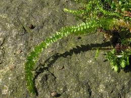 Attēlu rezultāti vaicājumam “Plagiothecium laetum”