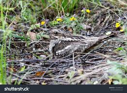 Attēlu rezultāti vaicājumam “Caprimulgus europaeus nest”