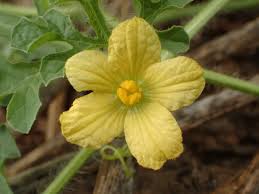 Attēlu rezultāti vaicājumam “Citrullus lanatus leaf”