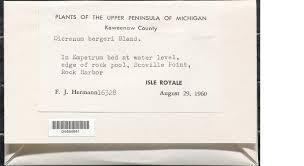 Attēlu rezultāti vaicājumam “Dicranum bergeri”