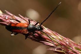 Attēlu rezultāti vaicājumam “Stenurella melanura”